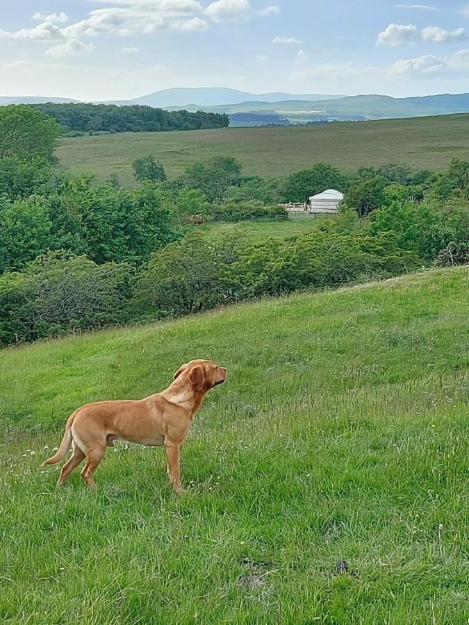 The Kites Rest At Castle Creavie Farm Hotel Kirkcudbright Luaran gambar